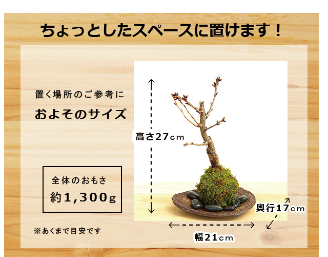 旭山桜
