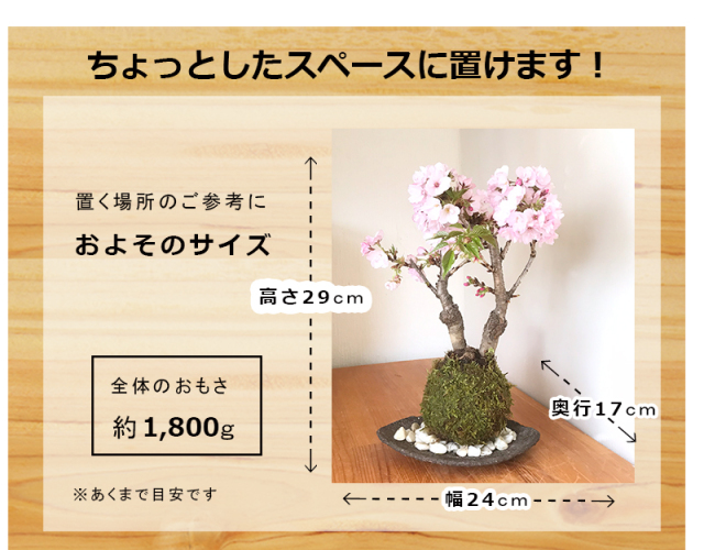 桜・・・そう聞くだけで心和む景色を貴方のもとへ【桜（旭山桜）の苔玉