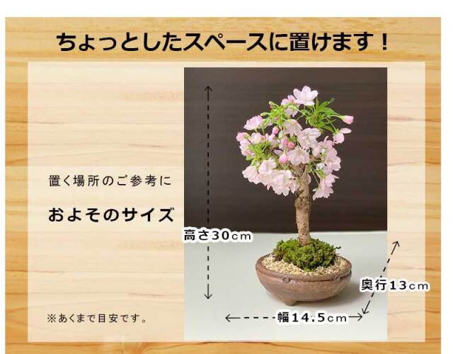 旭山桜（一才桜） 4.5号鉢 （さくら サトザクラ系 旭山桜 苗