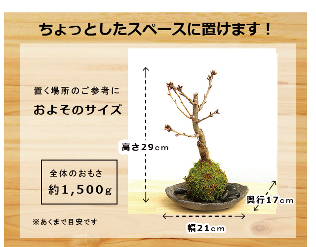 旭山桜