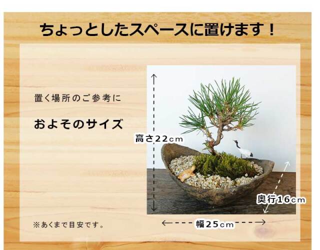 黒松盆栽　鶴亀