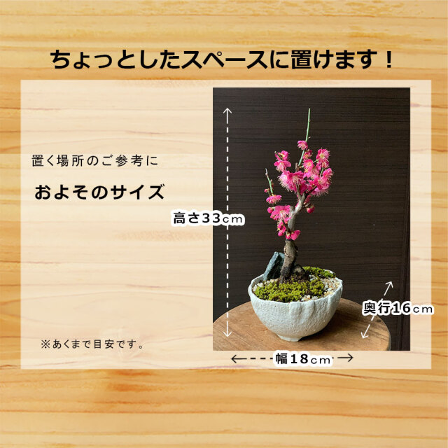 梅　万古白深鉢