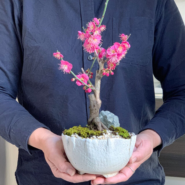 梅　万古白深鉢