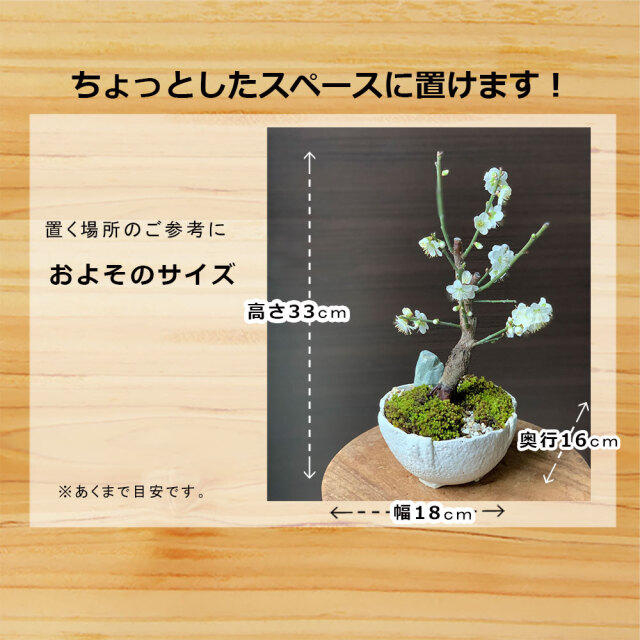 梅　万古白深鉢