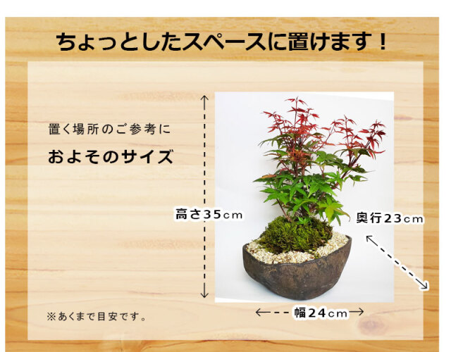 出猩々もみじ　くらま鉢
