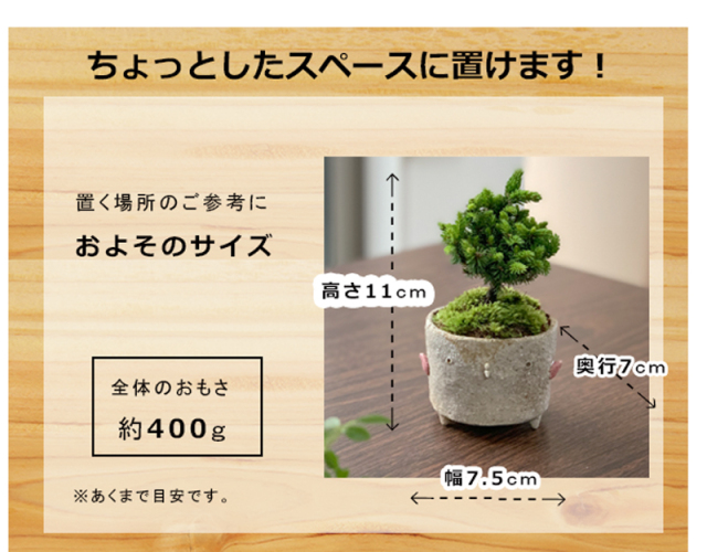 エゾマツ