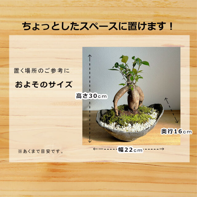 ガジュマル　盆栽