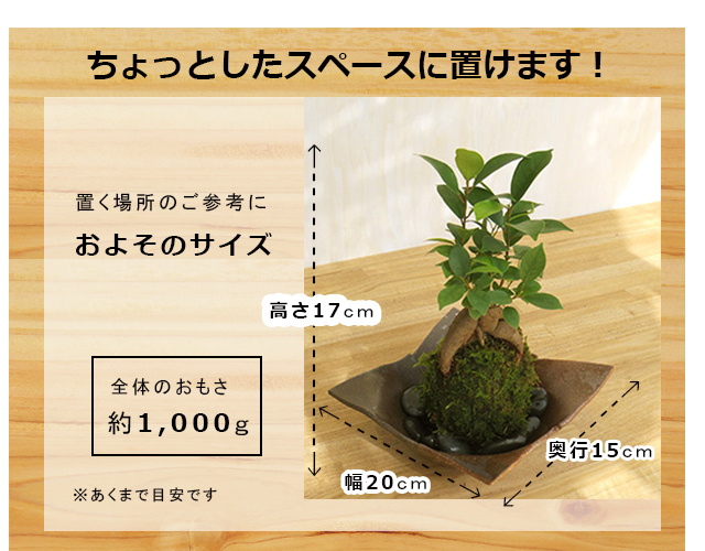 ガジュマル苔玉　サイズ
