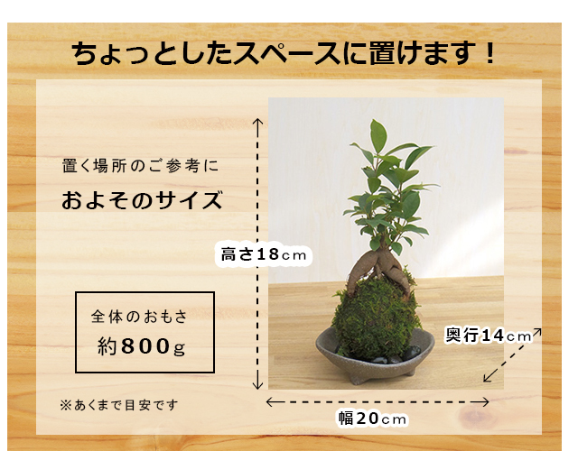 ガジュマル苔玉　サイズ