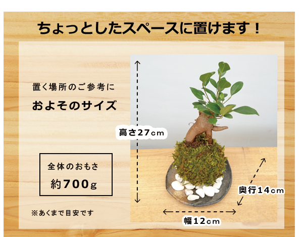 ガジュマル