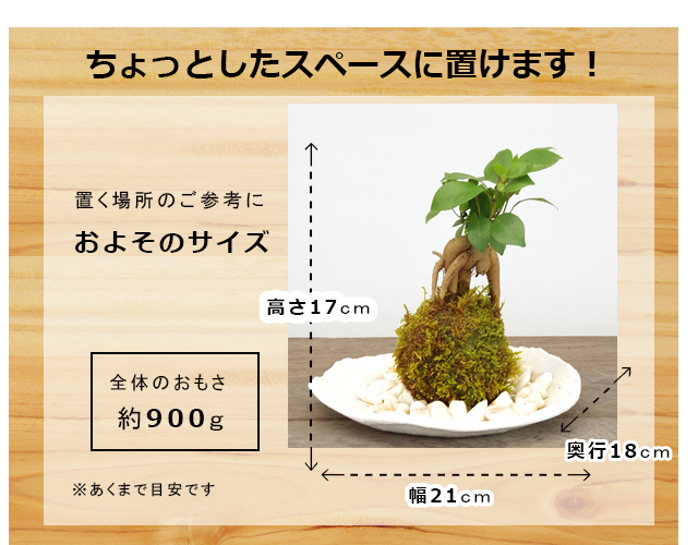 ガジュマル苔玉　サイズ