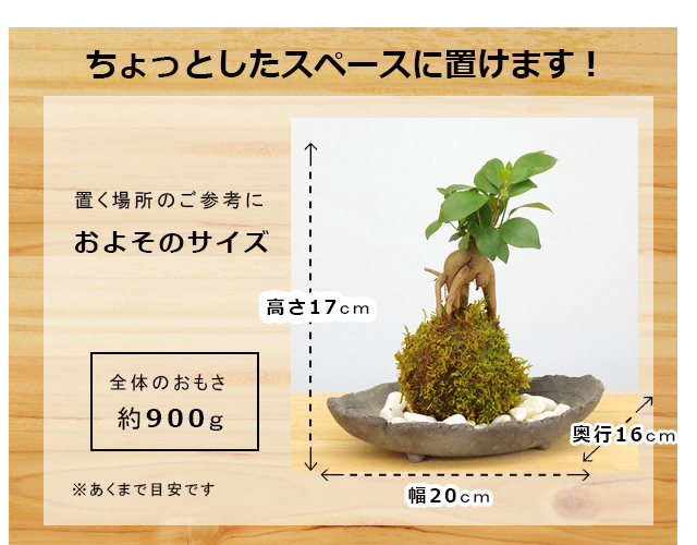 ガジュマル苔玉　サイズ