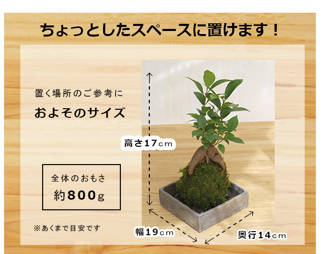 ガジュマル苔玉　サイズ