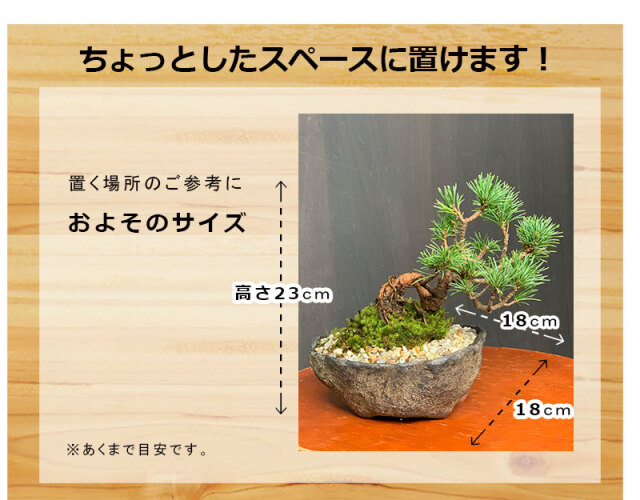 五葉松 盆栽　くらま