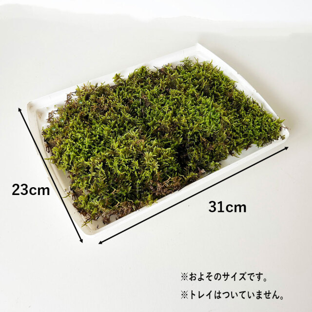 スナゴケ