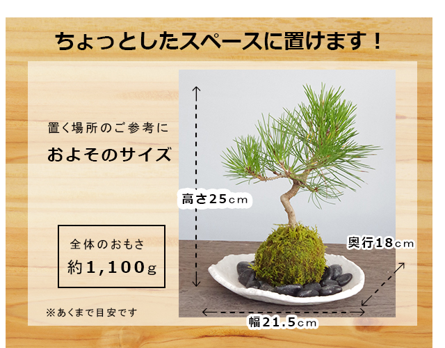 黒松苔玉