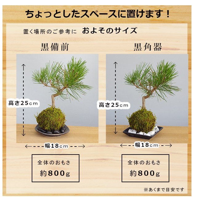 黒松苔玉