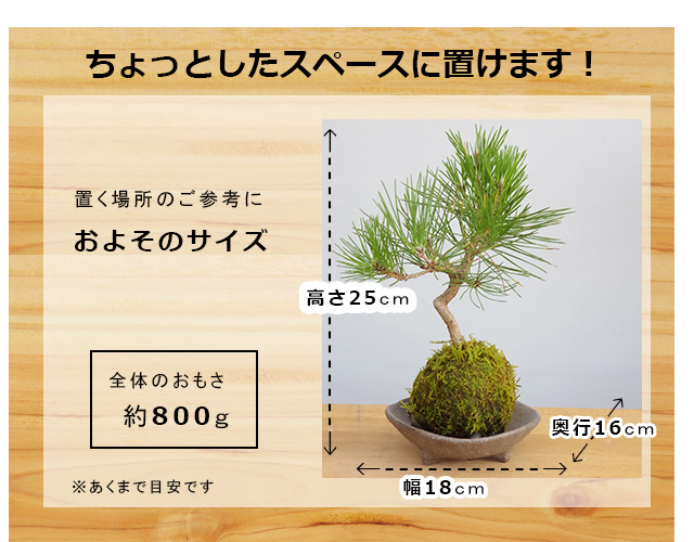 黒松苔玉