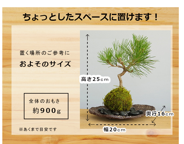 黒松苔玉