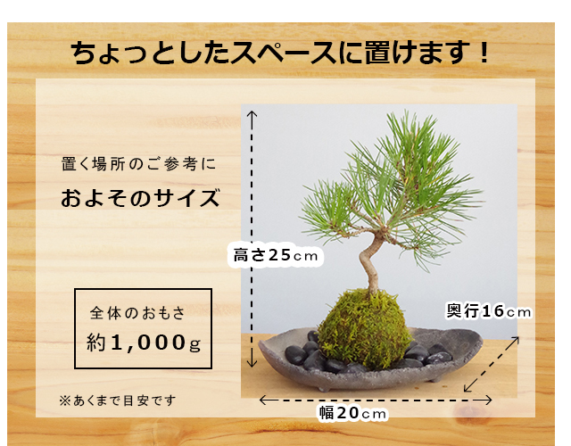 黒松苔玉