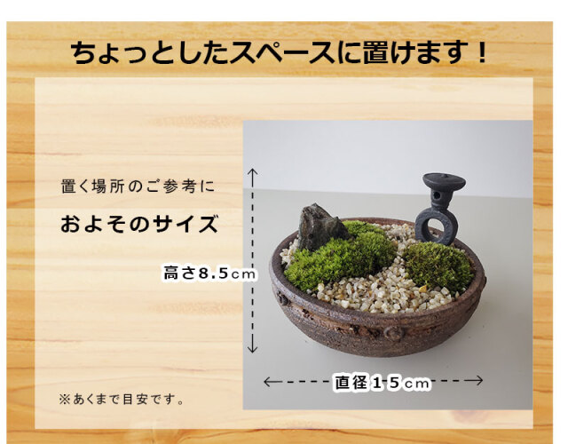 ミニマツ盆栽 陶器鉢 苔付き 苔盆栽 三ツ足灯篭 信楽焼 丸小紋 とうろう セット 茶鉢 苔 こけ