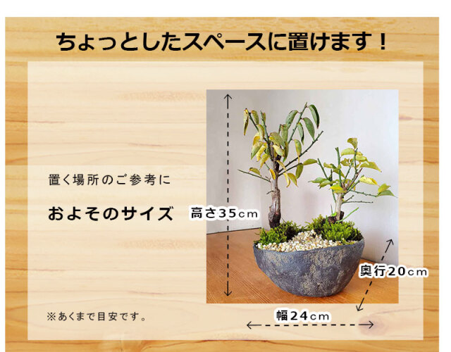 送料無料でお届け。端正で香りよい花が人気の梅の盆栽【紅白梅盆栽