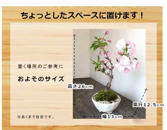 山秋の盆栽鉢に成ります hb0083a-01-za.jpg