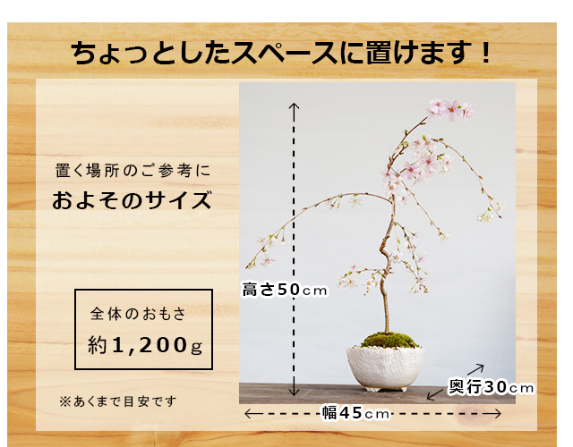 2026年開花終了】送料無料！桜・・・そう聞くだけで心和む景色を貴方の
