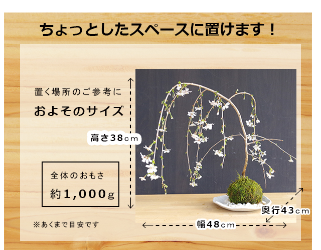 枝垂れ桜　苔玉