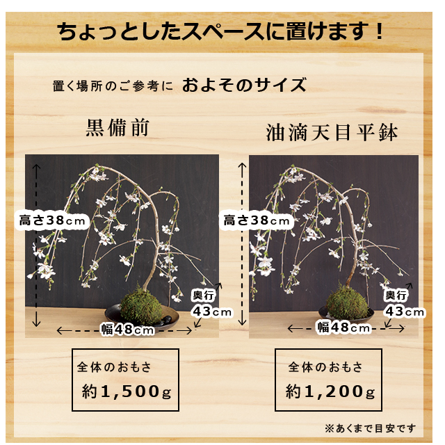 枝垂れ桜　苔玉