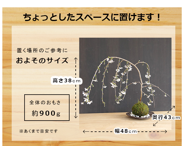 枝垂れ桜　苔玉