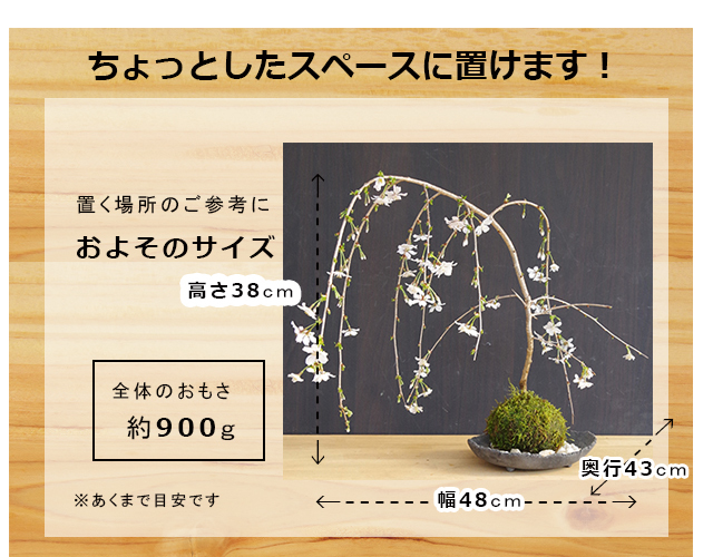 枝垂れ桜　苔玉