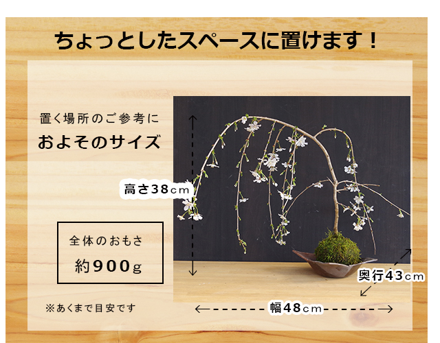 枝垂れ桜　苔玉