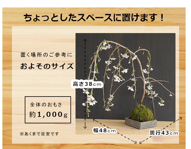 枝垂れ桜　苔玉