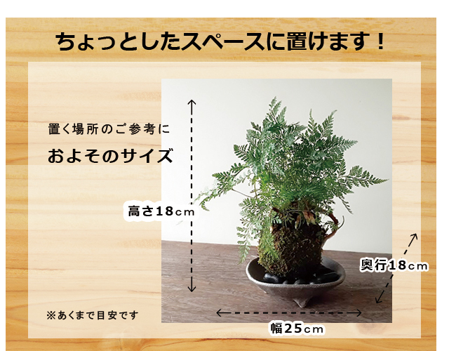 しのぶ シノブ シダ 直径20X高13ｃｍ 山野草 吊り下げ型観葉植物 sizesinobuhai.jpg?t=20240701113414
