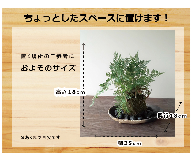 太い根茎、涼しげな葉が魅力のシダ植物【しのぶ（シノブ）の苔玉・炭化