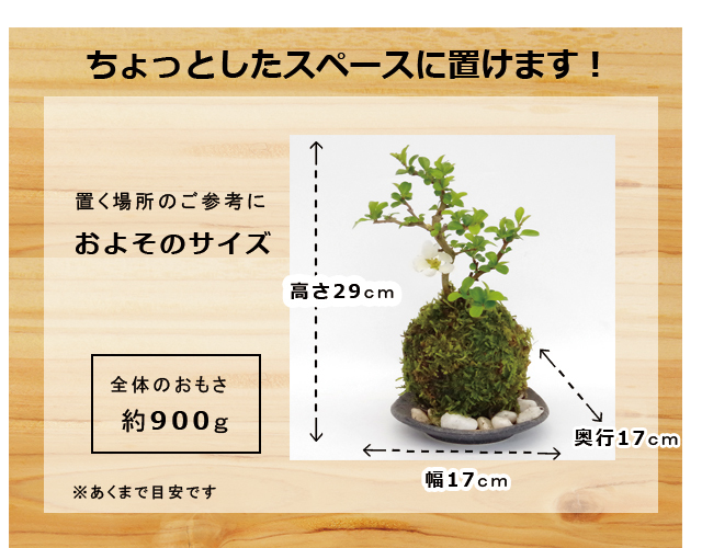 白長寿梅苔玉
