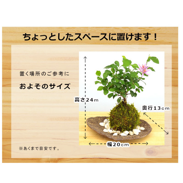 2025年開花終了】毎年5月から夏ごろに美しい花が楽しめる【睡蓮木