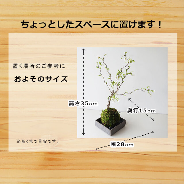 2025年開花終了】桜・・・そう聞くだけで心和む景色を貴方のもと