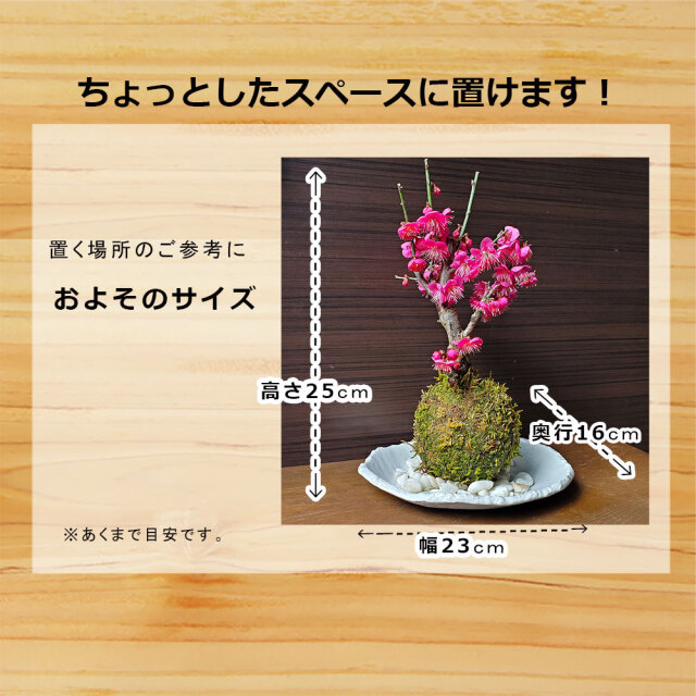 紅梅　苔玉
