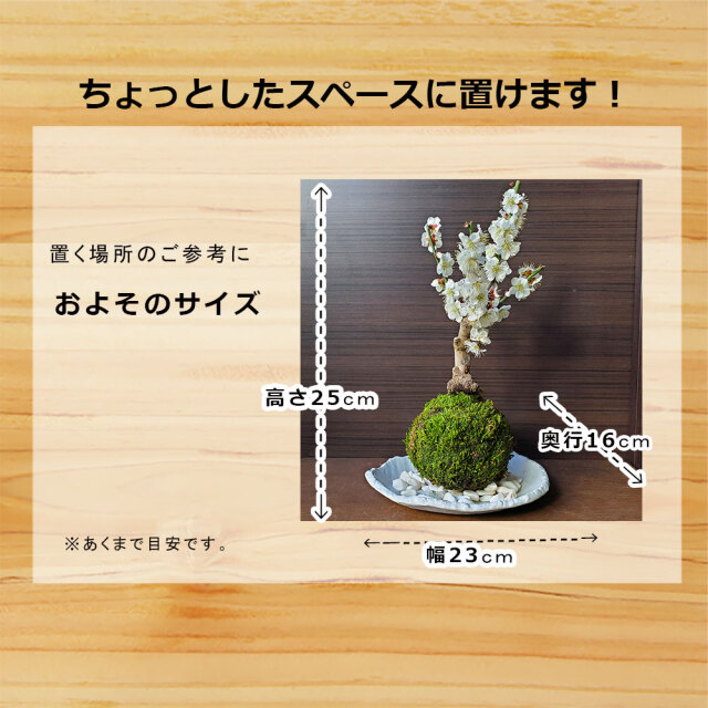 白梅　苔玉
