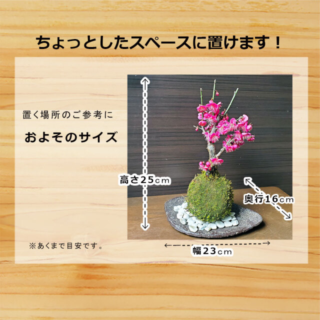 紅梅　苔玉