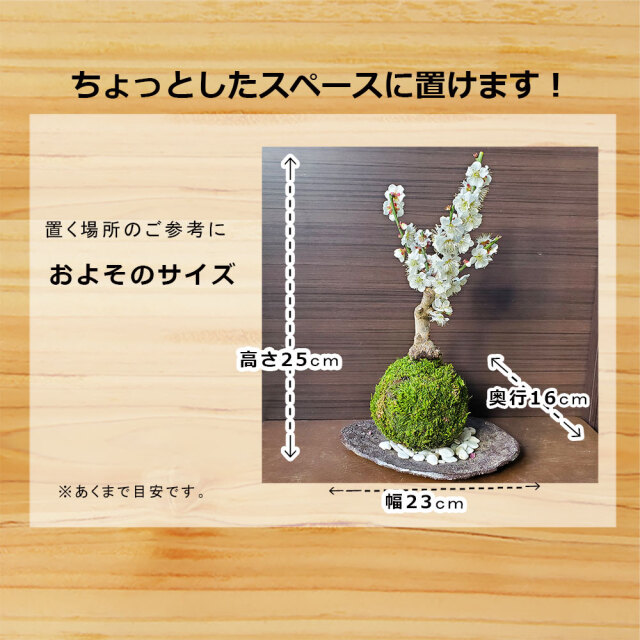 白梅　苔玉