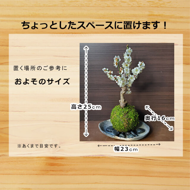 2026年開花終了】端正で香りよい花が人気の梅【白梅（はくばい）の苔玉