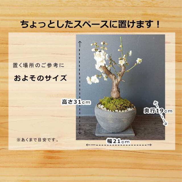2026年開花終了】端正で香りよい花が人気の梅【白梅（はくばい）の盆栽