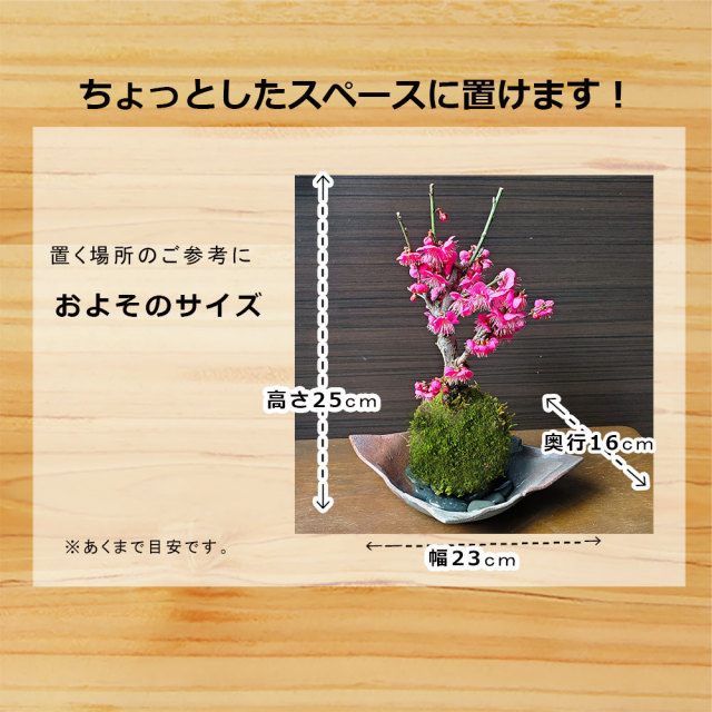 2026年開花終了】端正で香りよい花が人気の梅【紅梅（こうばい）の苔玉