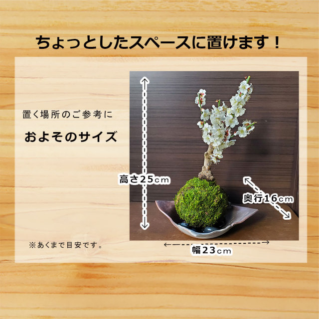 白梅　苔玉