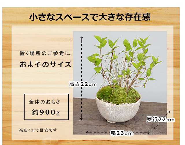 山アジサイ