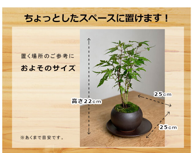 送料無料でお届け！【山紅葉（ヤマモミジ）の盆栽（黒陶器鉢）・下皿