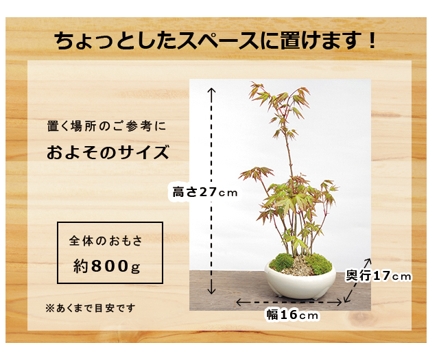 送料無料でお届け！【山紅葉（ヤマモミジ）の盆栽（万古焼白鉢